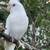 Lost white cockatiel / bird 1 thumbnail