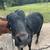 Sardo negro for sale he is 4 years old 4 thumbnail