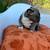 Frenchie and Chihuahua Puppies 2 thumbnail