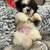 ADORABLE, Fluffy Malshi Puppies Ready for Forever Homes (Maltese x Shih Tzu) 4 thumbnail