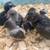 Silkies, Serama, Easter Eggers, Bantams Baby Chicks 5 thumbnail