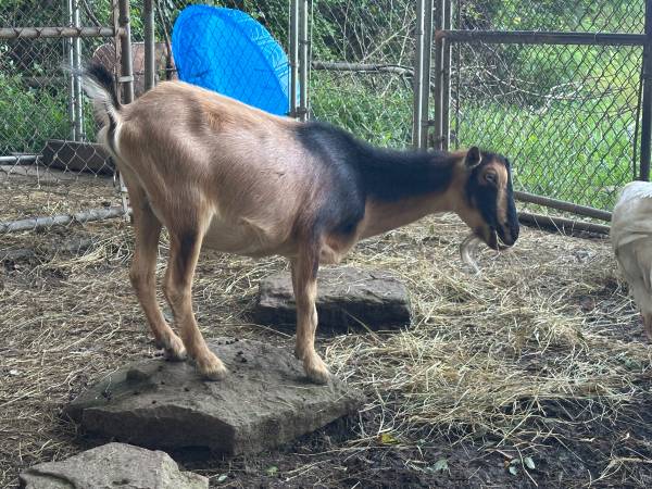 2 Nigerian Goats for Sale (New Lexington)63856920839171122