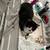 Tuxedo long hair cat 2 thumbnail