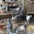 30 Racing Pigeons 2 thumbnail