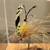 Vintage Salmon Flies, Paul Rossman handmade 4 thumbnail