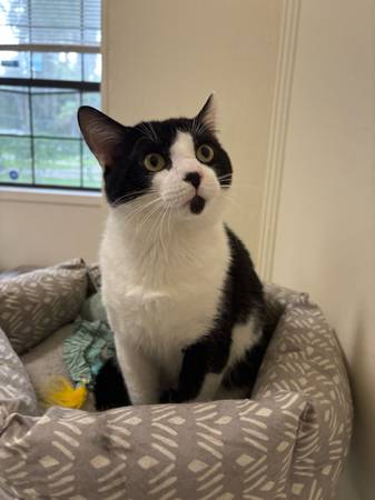2 cats need rehoming to a good caring person (Ocala)63899422799234123