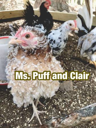 Serama Hatching eggs 🐣 1