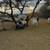 boer goats 1 thumbnail