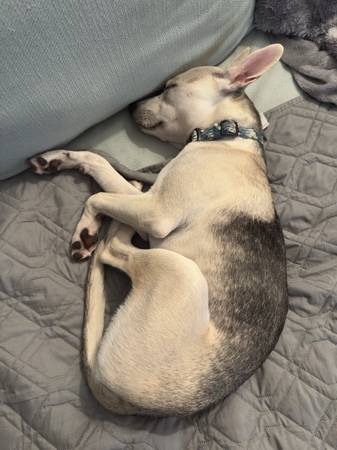 FOUND DOG: Small Chihuahua/Pitt mix, found near Sunnyvale Costco (sunnyvale)63807577115907121
