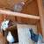 Fancy Pigeons - large variety 14 thumbnail