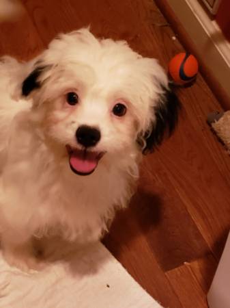 Cachorro macho mezcla Shihtzu (Dothan Al)63871470061185121