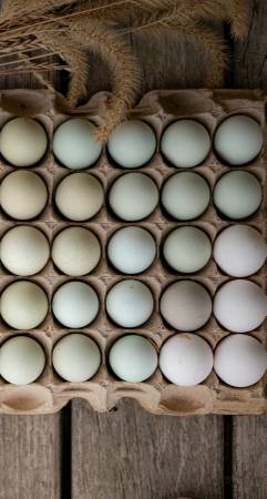 Easter Egger Hatching eggs 1