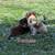 Mini Aussie with splash 3 thumbnail