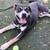 Dogs in need of a home asap 12 thumbnail