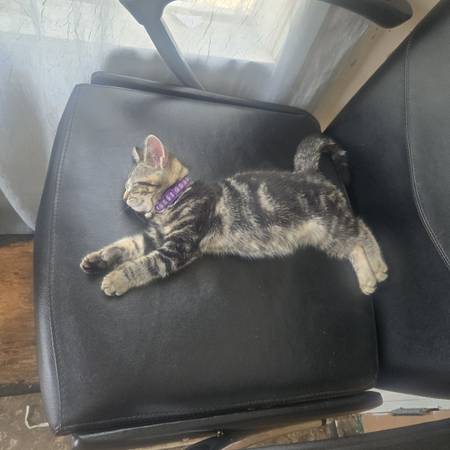 Kitten looking for forever home (Marlborough)