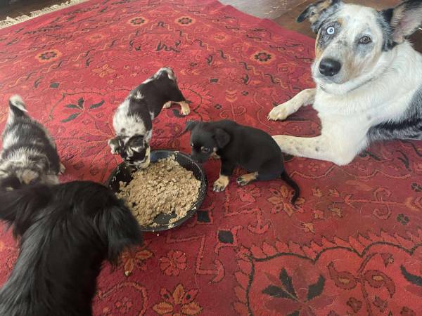 PUPPIES FOR SALE (Columbia)63685425116291122