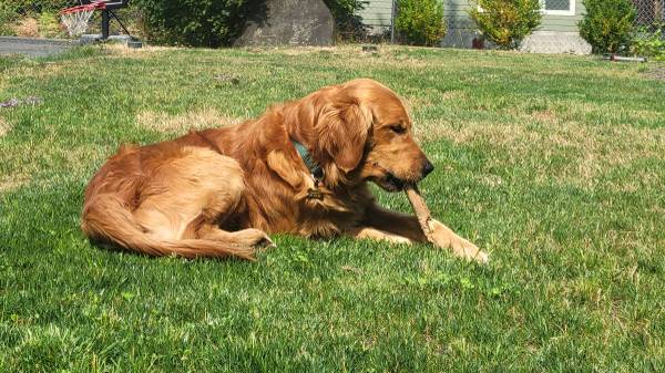 Golden Retriever (Belfair)63885717364353122