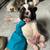 French Bulldog Puppies 1 thumbnail