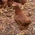 Laying Chickens 4 thumbnail