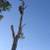 RAMOS AND SON'S TREE & LANDSCAPING SERVICE 6 thumbnail