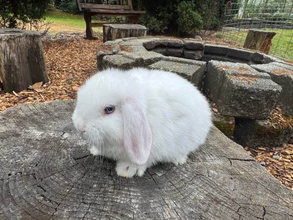 Conejo Holland Lop (Snohomish)