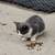 Kittens 9 thumbnail