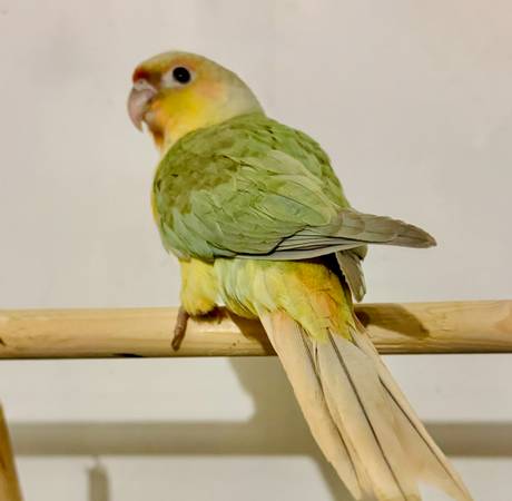 Conure Mint (Everett)63858405102339123