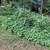 FREE Pachysandra plants !!!  Come pick this week !! 2 thumbnail