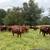 cows 2 thumbnail