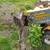 Stump grinding 🚨 4 thumbnail