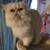 Persian kittens 10 thumbnail