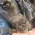 4 silkie chicks 4 thumbnail