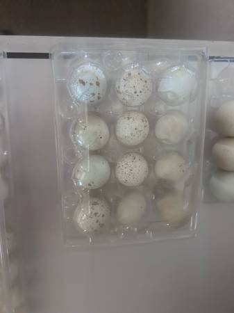 Fertile Eggs - Quail & Chukar - $8 (Medford)62971056503553121