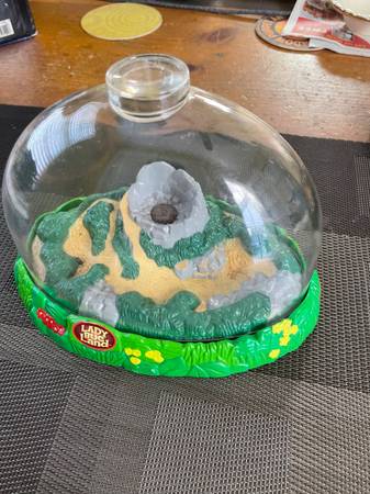 Lady Bug Land  Bug Viewing Terrarium 1