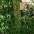 VooDoo Plants, Amorphophallus Paeonifolius 5 thumbnail