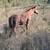 6 month baby roan colt 2 thumbnail