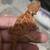 Bearded dragon 7 thumbnail