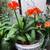 Blooming Clivia - Potted - Beautiful Flowers 1 thumbnail
