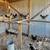 Chickens 2 thumbnail