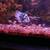 Parrot Fish Fry 3 thumbnail