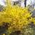 Flowering Shrubs, Ornamental Shrubs, Bushes Evergreen Shrubs 7 thumbnail