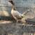 Gamefowl gallos fino pullets 2 thumbnail