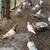 Pigeons 1 thumbnail