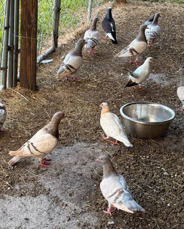 Pigeons 1