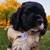 Cocker spaniel 7 thumbnail