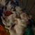French bulldog pups 4 thumbnail