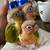 Conures 1 thumbnail