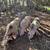 Bred sows and Boar. 11 thumbnail