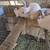 Large rabbits 2 thumbnail