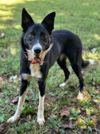 Border Collie Female63924865598339120